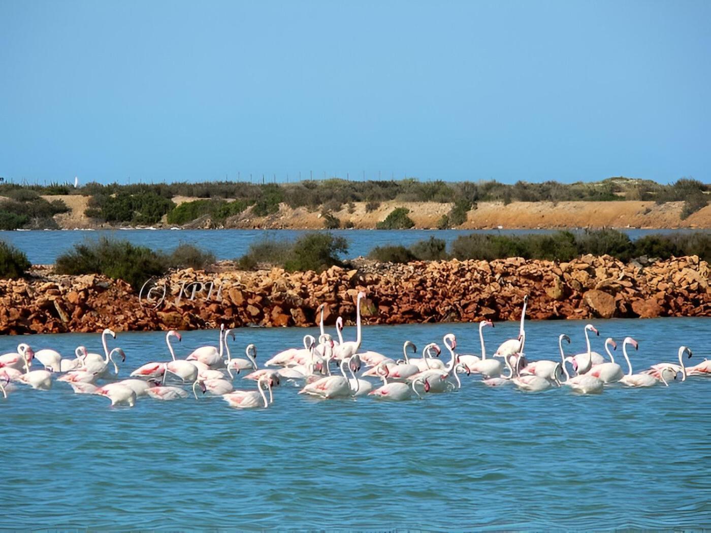 Flamingo Vila Alicante San Pedro del Pinatar Exterior photo